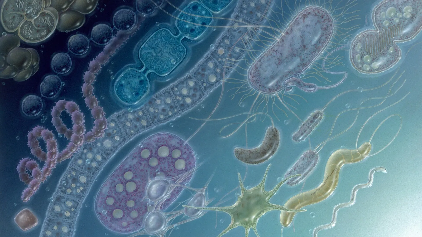 A ilustração mostra 17 tipos de bactérias distintos encontrados na natureza. Esses microorganismos vivem também no corpo humanos, Foto de Jane Hurd/National Geographic